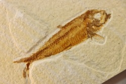 poisson fossile KNIGHTIA EOCAENA - WYOMING, USA