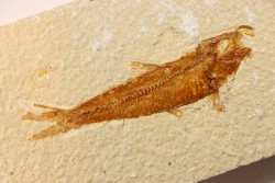 poisson fossile KNIGHTIA EOCAENA - WYOMING, USA