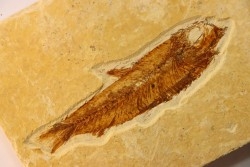 poisson fossile KNIGHTIA EOCAENA - WYOMING, USA