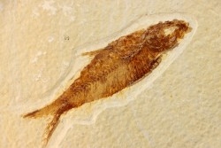 poisson fossile KNIGHTIA EOCAENA - WYOMING, USA