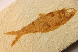 poisson fossile KNIGHTIA EOCAENA - WYOMING, USA
