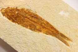 poisson fossile KNIGHTIA EOCAENA - WYOMING, USA