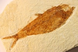 KNIGHTIA EOCAENA