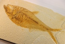 19 cm !!! - poisson fossile Diplomystus dentatus - WYOMING, USA