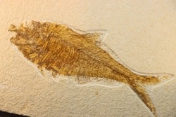 18 cm !!! - poisson fossile Diplomystus dentatus - WYOMING, USA