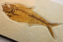 21 cm !!! - poisson fossile Diplomystus dentatus - WYOMING, USA