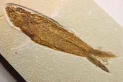21 cm - poisson fossile Mioplosus labracoides - WYOMING, USA
