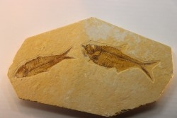 poisson fossile DIPLOMYSTUS & KNIGHTIA - WYOMING, USA