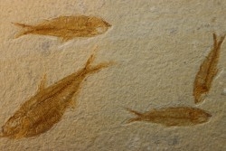 poisson fossile KNIGHTIA EOCAENA - WYOMING, USA