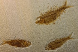 poisson fossile KNIGHTIA EOCAENA - WYOMING, USA