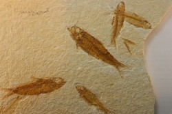 poisson fossile KNIGHTIA EOCAENA - WYOMING, USA