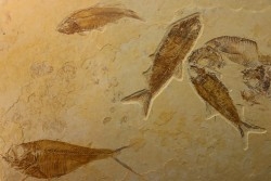 poisson fossile DIPLOMYSTUS & KNIGHTIA - WYOMING, USA