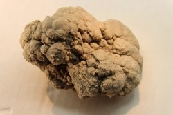 dinosaur coprolithe - jurassic - Morrison Formation - Wyoming, USA