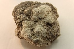 dinosaur coprolithe - jurassic - Morrison Formation - Wyoming, USA