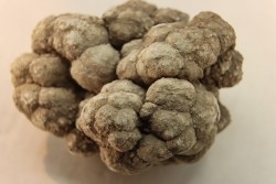 dinosaur coprolithe - jurassic - Morrison Formation - Wyoming, USA