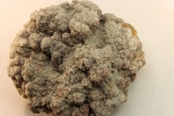 dinosaur coprolithe - jurassic - Morrison Formation - Wyoming, USA