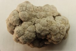 coprolithe de dinosaure - jurassique - Morrison Formation - Wyoming, USA