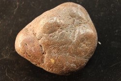 Gastrolith of  Dinosaur - Lower Cretaceous - Cloverly formation - Montana -USA