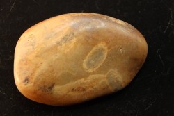 Gastrolithe de dinosaure - Crétacé inférieur - Cloverly formation - Montana - USA