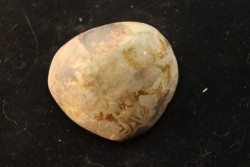 Gastrolith of  Dinosaur - Lower Cretaceous - Cloverly formation - Montana -USA