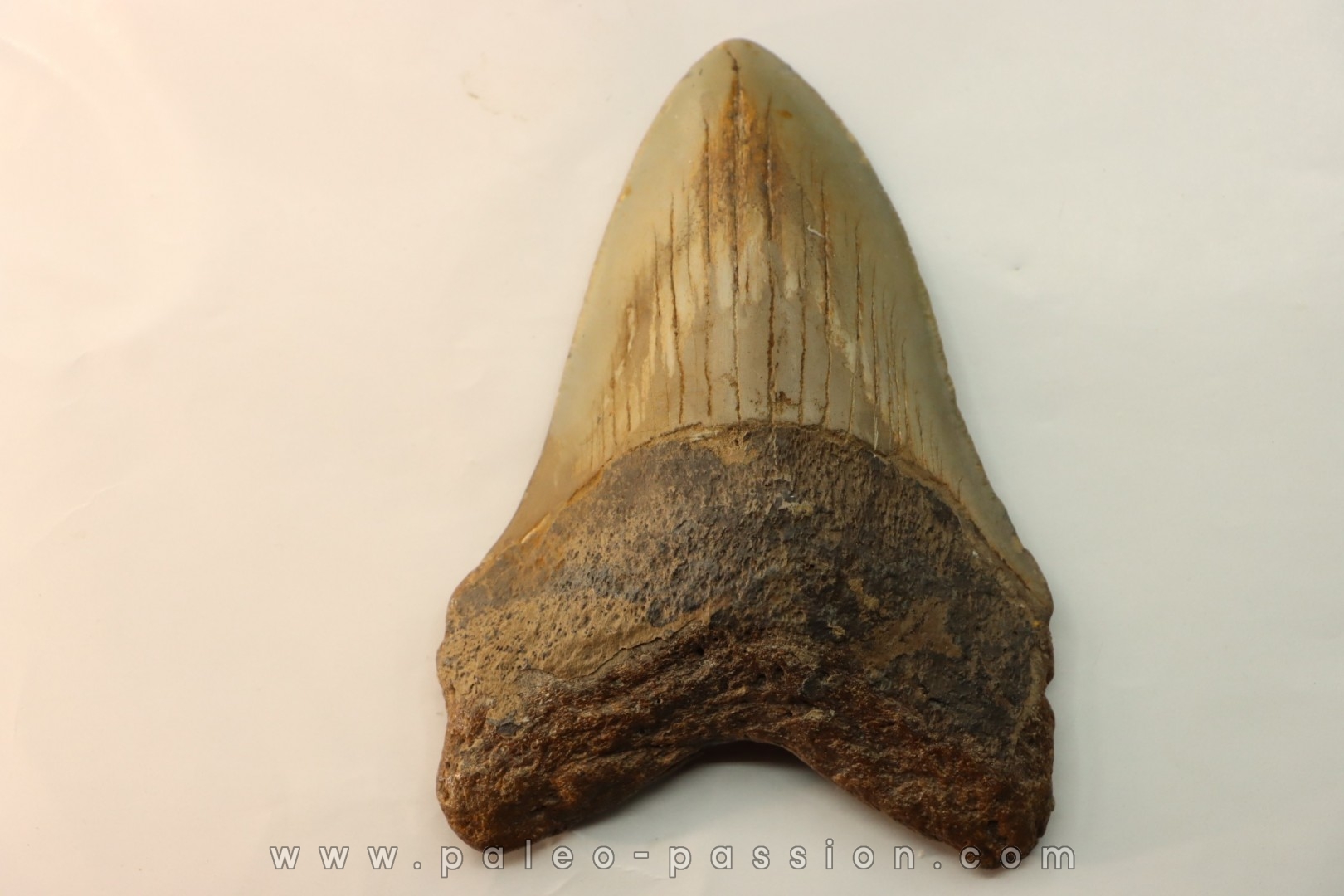Dents de requins