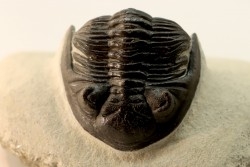 HOLLARDOPS mesocristata - emsien superieur - Jbel Gara, Foum zguid, Maroc