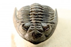HOLLARDOPS mesocristata - emsien superieur - Jbel Gara, Foum zguid, Maroc