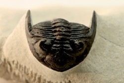 HOLLARDOPS mesocristata - emsien superieur - Jbel Gara, Foum zguid, Maroc