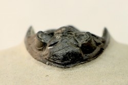 HOLLARDOPS mesocristata - emsien superieur - Jbel Gara, Foum zguid, Maroc