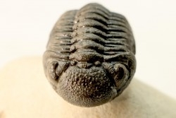 BARRANDEOPS ovatus -Emsien - Jbel Oufaten, MAROC