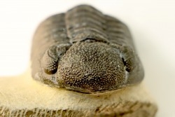 BARRANDEOPS ovatus -Emsien - Jbel Oufaten, MAROC