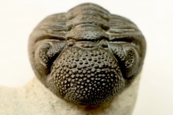 BARRANDEOPS ovatus - Emsian - Jbel Oufaten, MOROCCO