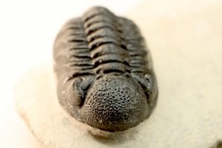 BARRANDEOPS ovatus -Emsien - Jbel Oufaten, MAROC