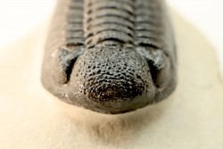 BARRANDEOPS ovatus -Emsien - Jbel Oufaten, MAROC