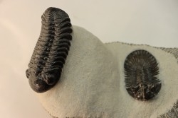 BARRANDEOPS et scabriscutellum -Emsien - Jbel Oufaten, MAROC