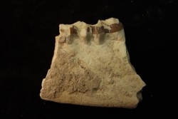 OREODON : Merycoidodon culbersoni - oligocene - Brule fmt - White river Badlands - S. Dakota, USA