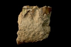 OREODON : Merycoidodon culbersoni - oligocène - Brule fmt - White river Badlands - S. Dakota, USA