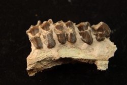 OREODON : Merycoidodon culbersoni - oligocène - Brule fmt - White river Badlands - S. Dakota, USA