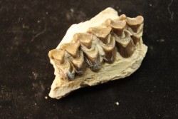 OREODON : Merycoidodon culbersoni - oligocène - Brule fmt - White river Badlands - S. Dakota, USA