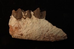 RHINOCEROS : Hyracodon sp. - oligocene - Brule fmt - White river Badlands - S. Dakota, USA