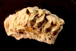 RHINOCEROS : Hyracodon sp. - oligocene - Brule fmt - White river Badlands - S. Dakota, USA