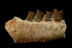 RHINOCEROS : Hyracodon sp. - oligocène - Brule fmt - White river Badlands - S. Dakota, USA