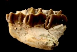 RHINOCEROS : Hyracodon sp. - oligocène - Brule fmt - White river Badlands - S. Dakota, USA