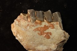 RHINOCEROS : Hyracodon sp. - oligocène - Brule fmt - White river Badlands - S. Dakota, USA