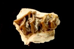 RHINOCEROS : Hyracodon sp. - oligocène - Brule fmt - White river Badlands - S. Dakota, USA