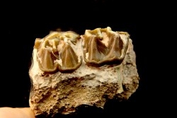 RHINOCEROS : Hyracodon sp. - oligocene - Brule fmt - White river Badlands - S. Dakota, USA