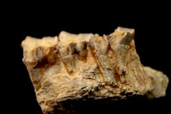 RHINOCEROS : Hyracodon sp. - oligocene - Brule fmt - White river Badlands - S. Dakota, USA
