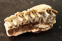 RHINOCEROS : Hyracodon sp. - oligocène - Brule fmt - White river Badlands - S. Dakota, USA