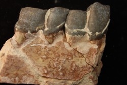 RHINOCEROS : Hyracodon sp. - oligocène - Brule fmt - White river Badlands - S. Dakota, USA