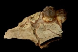 pig tooth :  Archaeotherium sp. - oligocène - Brule fmt - White river Badlands - S. Dakota, USA
